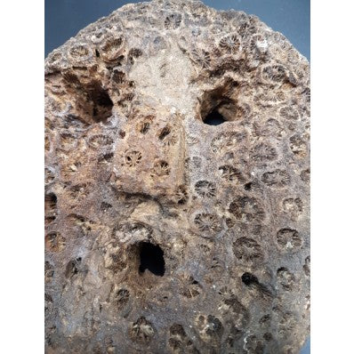 Rare Masque en corail du Timor Oriental ---